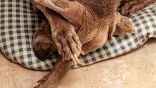 Weimaraner, der die Pfote über den Kopf legt, mit viel zu langen Krallen