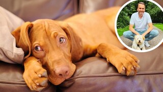 Collage Hund gelangweilt auf Couch und Tierarzt Dr. Jan-Peter Bach (Kreis).