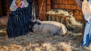Ein lebendiges Schaf in einer Krippe auf dem Weihnachtsmarkt