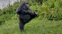 Junges Gorilla-M&auml;nnchen im Virunga-Gebirge in Ruanda, Afrika