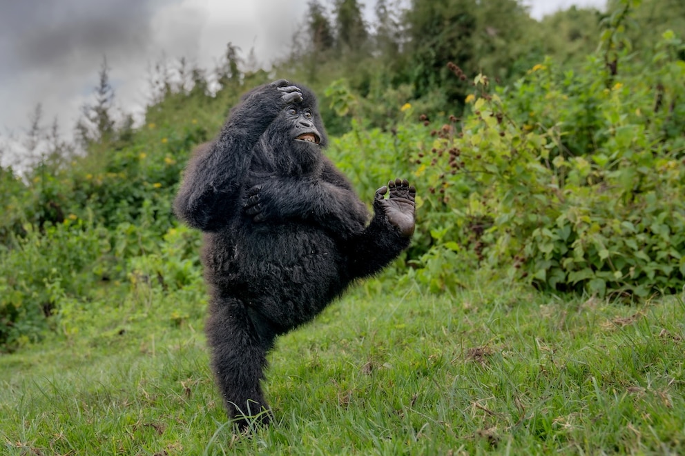 Junges Gorilla-M&auml;nnchen im Virunga-Gebirge in Ruanda, Afrika