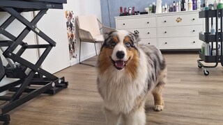 Australien-Seeherd Elvis zu Besuch beim Hundefriseur
