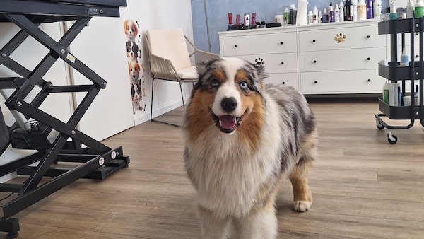 Australien-Seeherd Elvis zu Besuch beim Hundefriseur