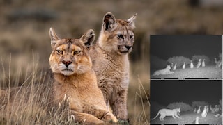 Collage aus zwei Pumas in Patagonien, Peru und Videoausschnitte aus der Studie