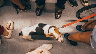 Hund von oben in Menschenmenge