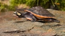 Rotbauch-Spitzkopfschildkr&ouml;te auf einem Stein