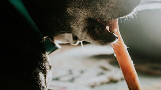 Schwarzer Hund kaut auf Kaustange