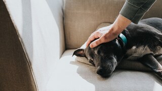 Alter Hund liegt auf einem Sofa und wird von einer Hand gestreichelt