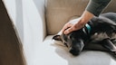 Alter Hund liegt auf einem Sofa und wird von einer Hand gestreichelt