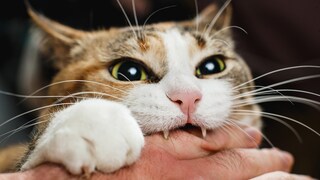 Katze beißt Menschen