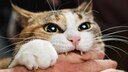 Katze bei&szlig;t Menschen