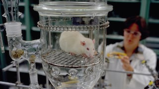 Ratte in einem Versuchslabor
