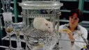 Ratte in einem Versuchslabor