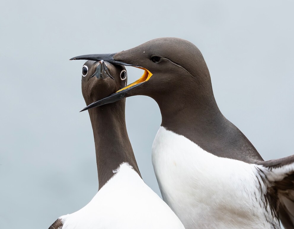 Two guillemots in a territorial dispute