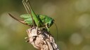 Warzenbei&szlig;er (Decticus verrucivorus) auf einem Zweig sitzend
