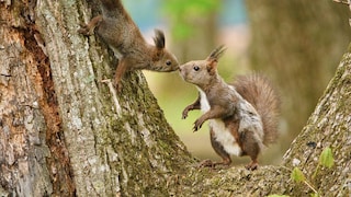 Junges und erwachsenes Eichhörnchen