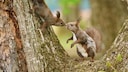 Junges und erwachsenes Eichh&ouml;rnchen