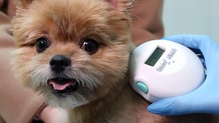Welpe wird Chip abgelesen