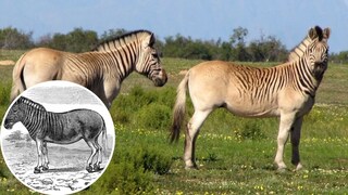 Quagga-Rückzüchtung und Zeichnung eines Original-Quaggas