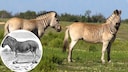 Quagga-R&uuml;ckz&uuml;chtung und Zeichnung eines Original-Quaggas