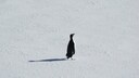 Einsamer Adeliepinguin