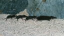 Spitzmaus lebende Kette