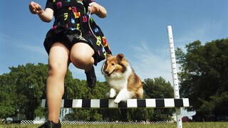Frau und Sheltie springen gemeinsam über ein Hindernis
