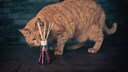 Katze schnuppert an Duftst&auml;bchen