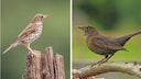 Singdrossel (links) und Amsel-Weibchen (rechts)