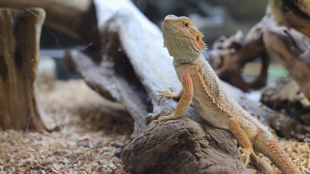 Eine Bartagame in ihrem Terrarium