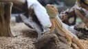 Eine Bartagame in ihrem Terrarium