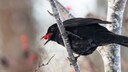 Amsel mit roten Beeren im Schnabel
