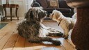 Kleiner Hund schn&uuml;ffelt an gro&szlig;em
