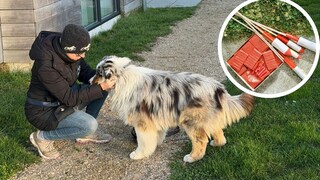 Collage aus Manuela Lieflaender mit Australian Shepherd Elvis und Silvester-Feuerwerkt (Kreis)