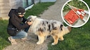 Collage aus Manuela Lieflaender mit Australian Shepherd Elvis und Silvester-Feuerwerkt (Kreis)