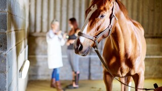 Krankes Pferd, im Hintergrund sprechen Besitzer und Tierärztin