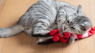 Katze kuschelt mit Spielzeug und bearbeitet es mit Bunny Kicks