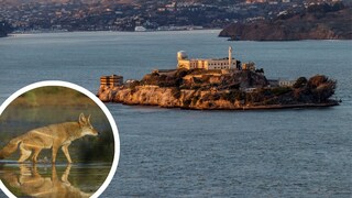 Collage aus Alcatraz und Kojote in Wasser (Kreis)