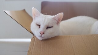 Eine weiße Katze mit dunklem Ausfluss am Auge ruht in einer Box