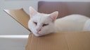 Eine wei&szlig;e Katze mit dunklem Ausfluss am Auge ruht in einer Box