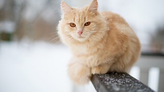 Orange Katze sitzt bei Schnee auf einem Geländer