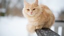 Orange Katze sitzt bei Schnee auf einem Gel&auml;nder