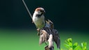 Spatz mit Nachwuchs, der bettelt, um gef&uuml;ttert zu werden