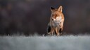 Rotfuchs (Vulpes vulpes) im Schnee