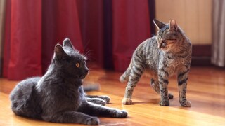 Zwei angespannte Katzen