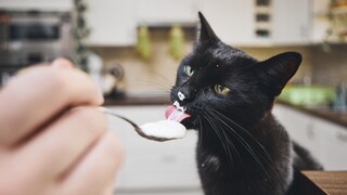 Schwarze Katze leckt Joghurt vom Löffel