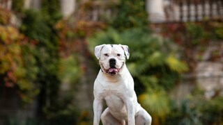 Weißer American Bulldig sitzend