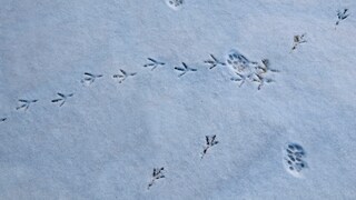 Tierspuren im Schnee von Hauskatze und Taube