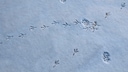 Tierspuren im Schnee von Hauskatze und Taube