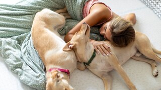 Zwei Hunde im Bett breiten sich aus